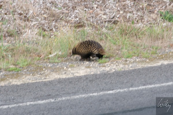 AustraliaEast 10  152